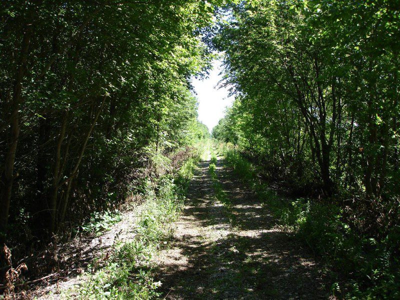 A trail with trees and bushes in the background.